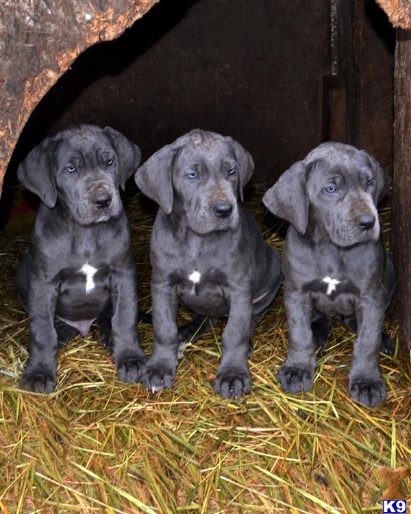 Great Dane Puppies